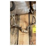 SOUTH DAKOTA MULE DEER RACK