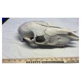 HORSE SKULL