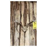 NEW MEXICO MULE DEER RACK