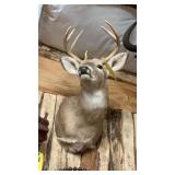 TEXAS WHITE TAIL FULL SHOULDER MOUNT