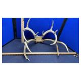 (2) DEER RACKS