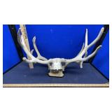 (2) DEER RACKS