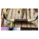 BULL HORNS MEASURES 30" WIDE