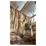 CARIBOU MOUNT MEASURES 39"W X 56"T