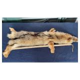 COYOTE PELT MEASURES 45" LONG
