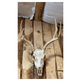 EUROPEAN DEER MOUNT