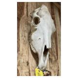 HORSE SKULL
