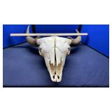 BLEACHED BUFFALO SKULL W/ CAPS