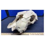 COW SKULL