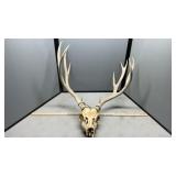 ANTLER W/SKULL (5x6)
