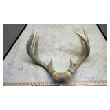 (2) DEER SKULL CAPS