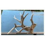 (3) DEER HORNS