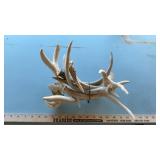 DEER HORNS