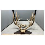 (2) ANTLERS (5x5 & 4x4)