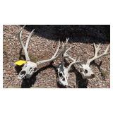 (3) EUROPEAN MOUNTS