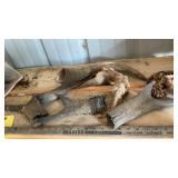 PRONGHORNS & RAM HORNS