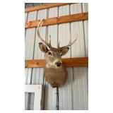 WHITETAIL DEER MOUNT