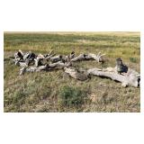 Misc landscape wood