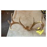 DEER ANTLERS, COYOTE TARGET AND RUBBERMAID TOTE