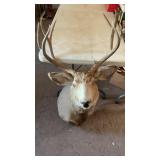 MULE DEER TAXIDERMY MOUNT