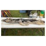 WOLF CASE SKINNED PELT MEASURES 76' LONG