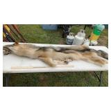 WOLF CASE SKINNED PELT MEASURES 83' LONG