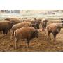 Light Yearling Heifers