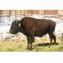 2YO Exposed Buffalo Heifers-Heavy Cut