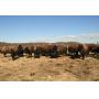 Yearling+ Heavy Cut Feeder Bulls, 960lb Avg