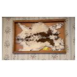 Pie Bald Deer Hide