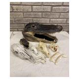 Large & Small Alligater Head & Misc Bones