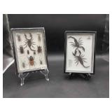 2 Insect Displays Framed Beetles & Framed Scorpion 2 Insect Displays Framed Beetles & Framed Scorpion