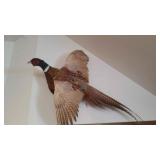 Pheasant Mounted Pheasant Mounted