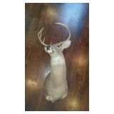 Deer Mount Deer Mount