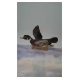 Mallard Duck Mounted Mallard Duck Mounted