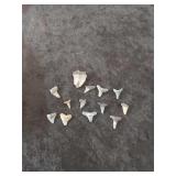 Sharks Teeth