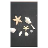Misc Sea Shells