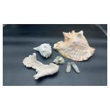 Conch Shell, Star Fish & Misc