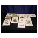 Bird Paintings by Audubon & Currier & Ives Picturs