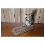 Taxidermy Squirrel