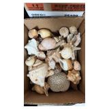Sea Shells