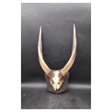 Bushbuck European Mount Taxidermy