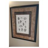 Geasteropoda Sea Shell Framed Print