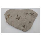 Matrix Slab Fossil Sea Star Prints