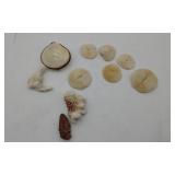 Box Of Coral & Seashell Compact