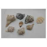 Box Of Seashells