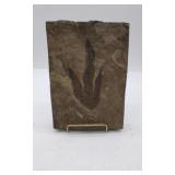 Grallator Foot Print Fossil With Stand