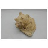 Large Conch Shell