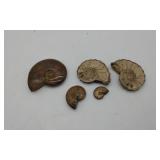 Marine Fossils