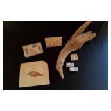 Fossils & Misc.